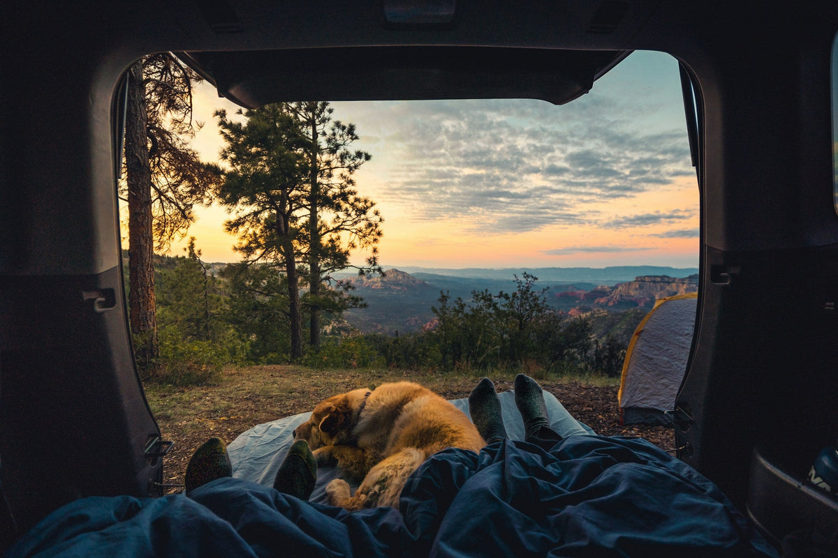 View from inside a camper van with a dog resting as the sun sets over the forest