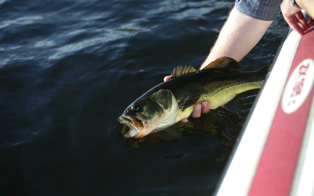 Angler holding a largemouth bass beside a boat