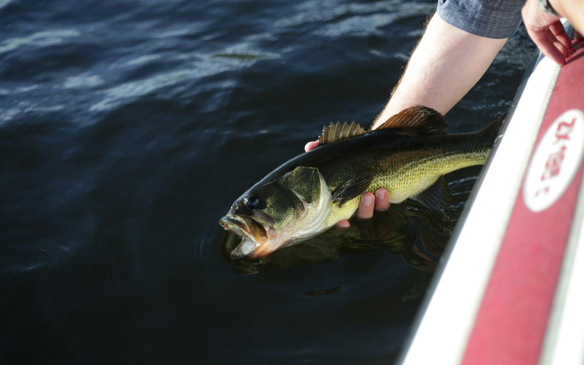 Bass Fishing for Beginners: Gear, Lures and Techniques That Work