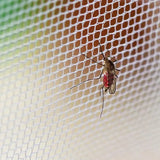 Tent Accessories Diy Mosquito Net 2m*3m 3*4 3*6 5*10 Outdoor Camp Huntting Hiking Fishing Garden Camping Cut Yourslf Netting