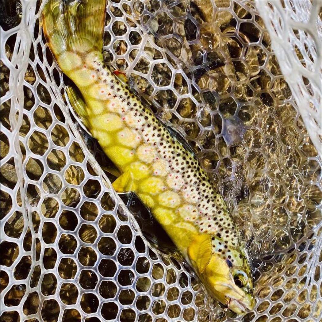Assorted Dry and Wet Flies (10 Pack)