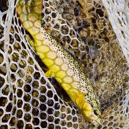 Assorted Dry and Wet Flies (10 Pack)